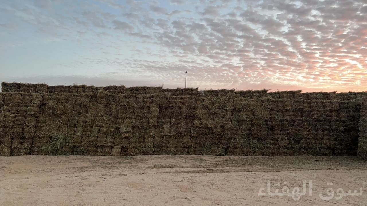 للبيع اعلاف حشايش دخن 4