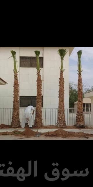 مقاول شبوك ونخيل 7
