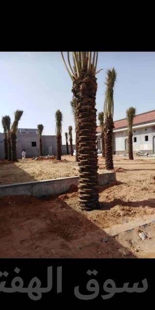 مقاول شبوك ونخيل 9