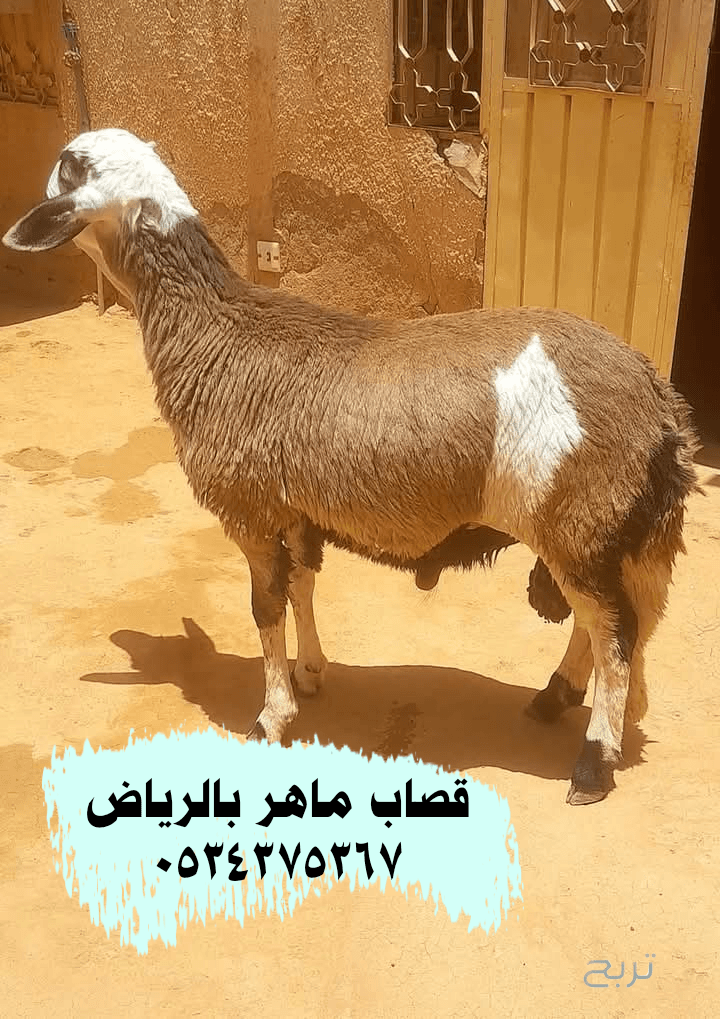 قصاب ذباح بالرياض 0534375367