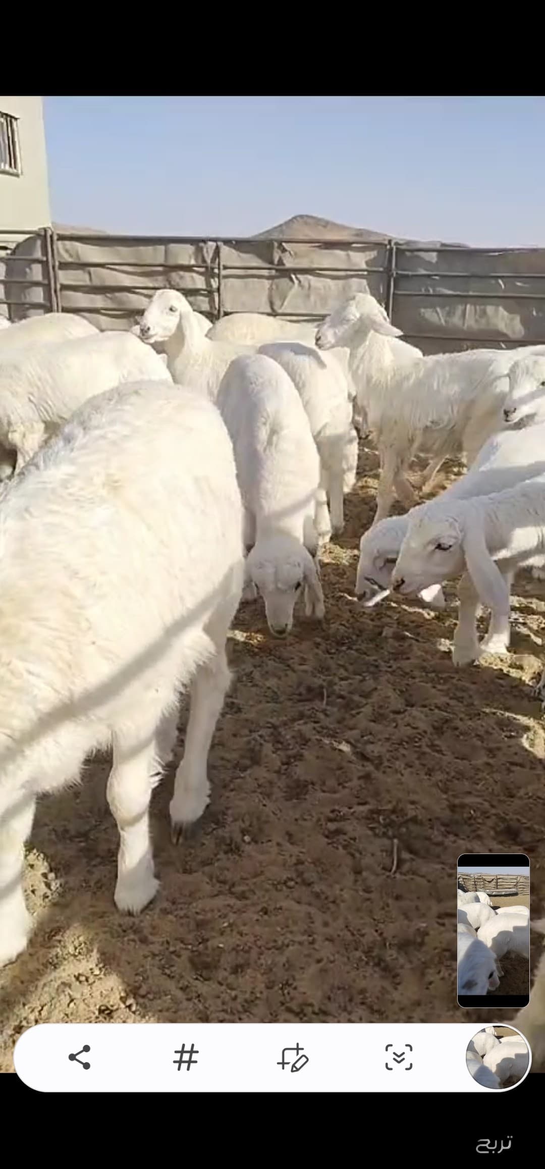 للبيع غنم رغايث حريه 10