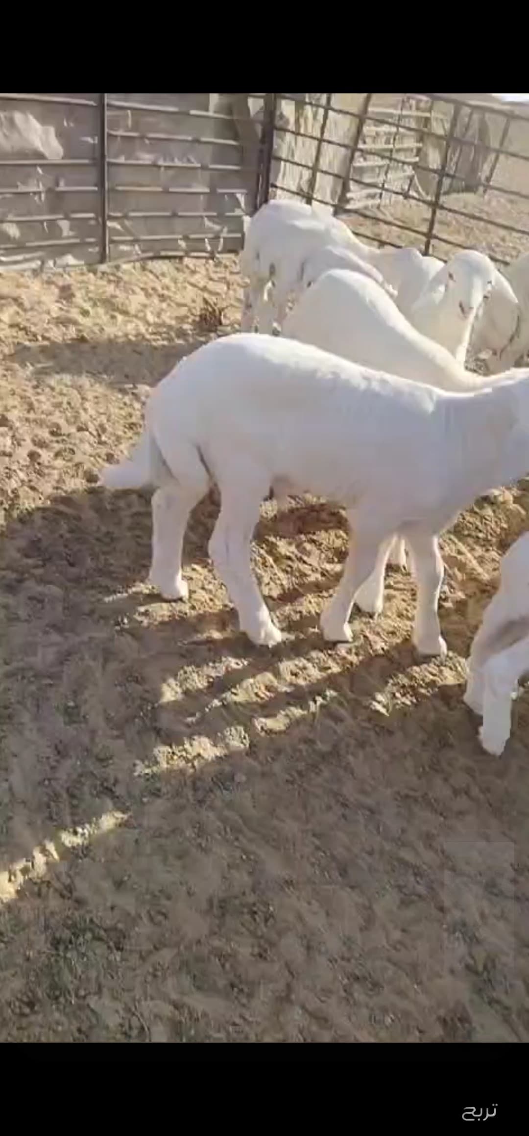 للبيع غنم رغايث حريه 7