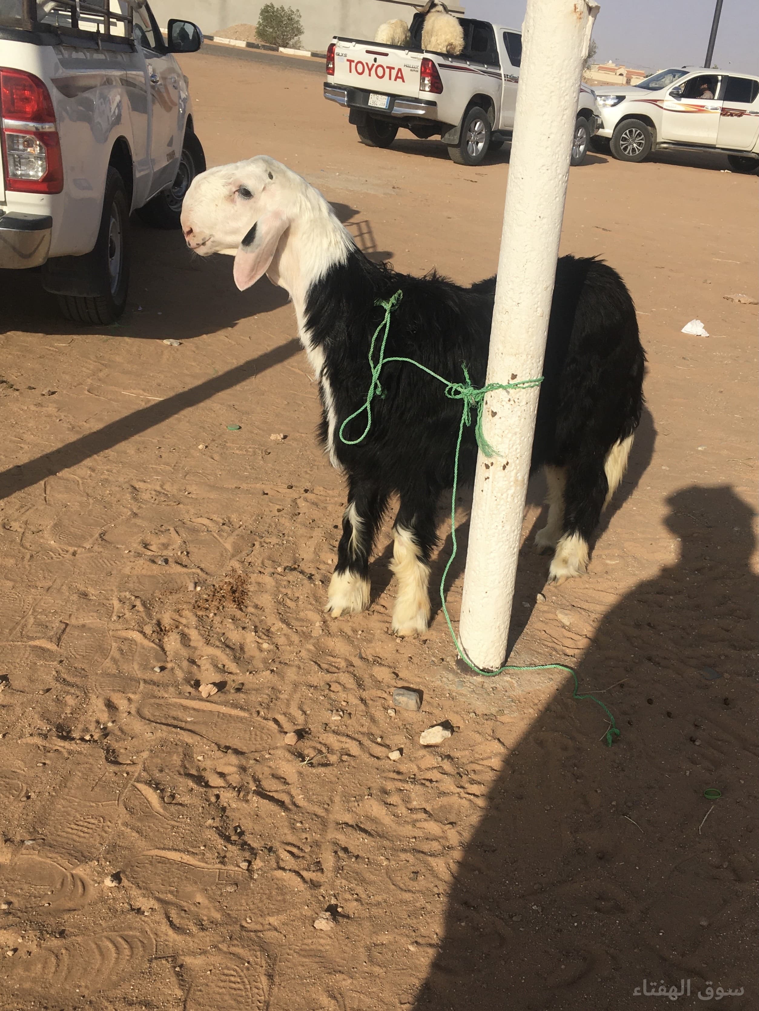 مشروع فحل نجدي خصم