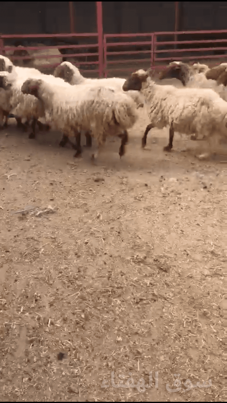 نعيم حيل 4