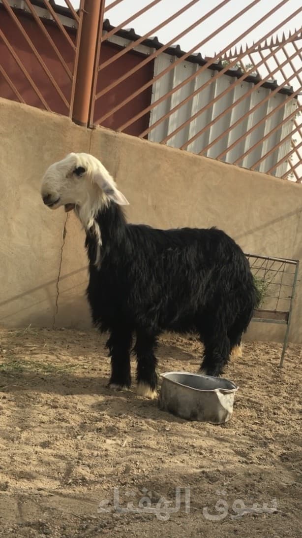 رخال نجد صنف 2