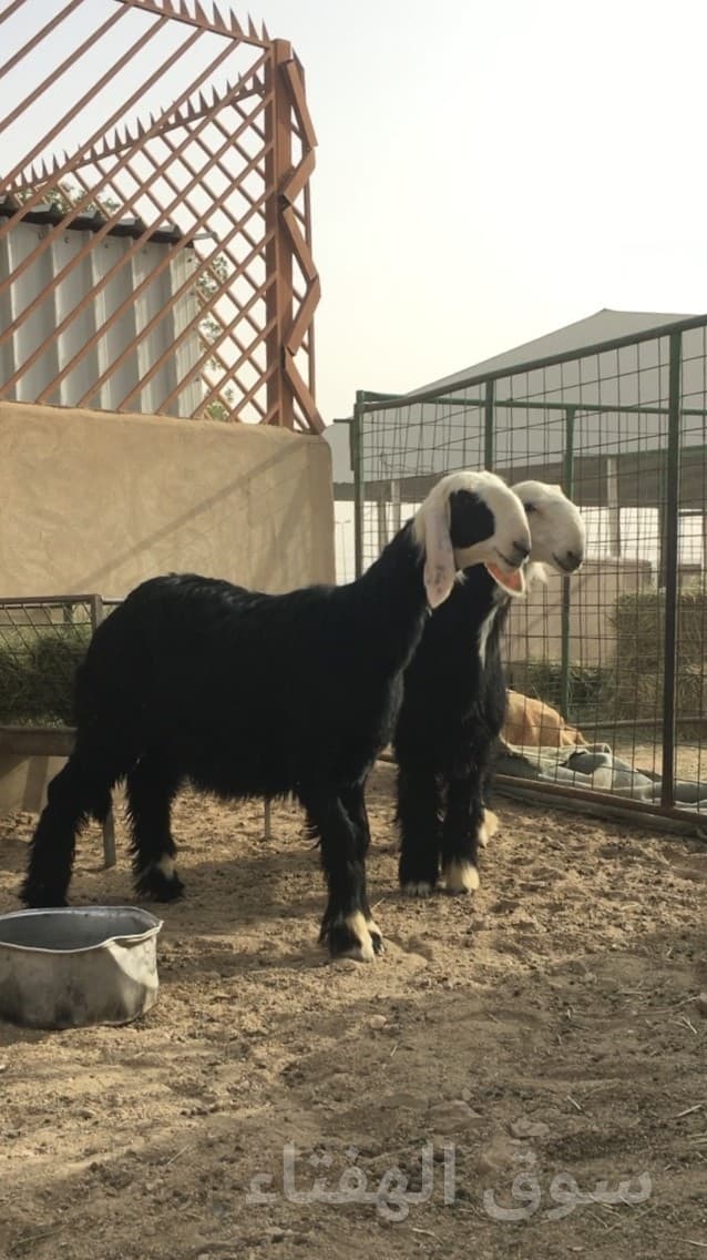 رخال نجد صنف