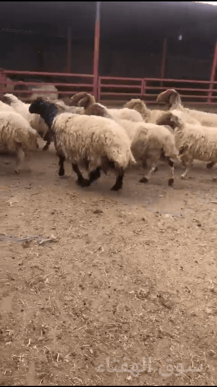 نعيم حيل 5