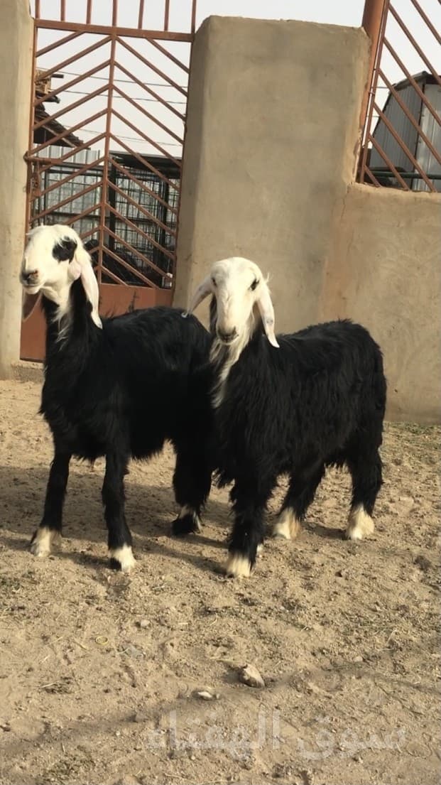 رخال نجد صنف 4
