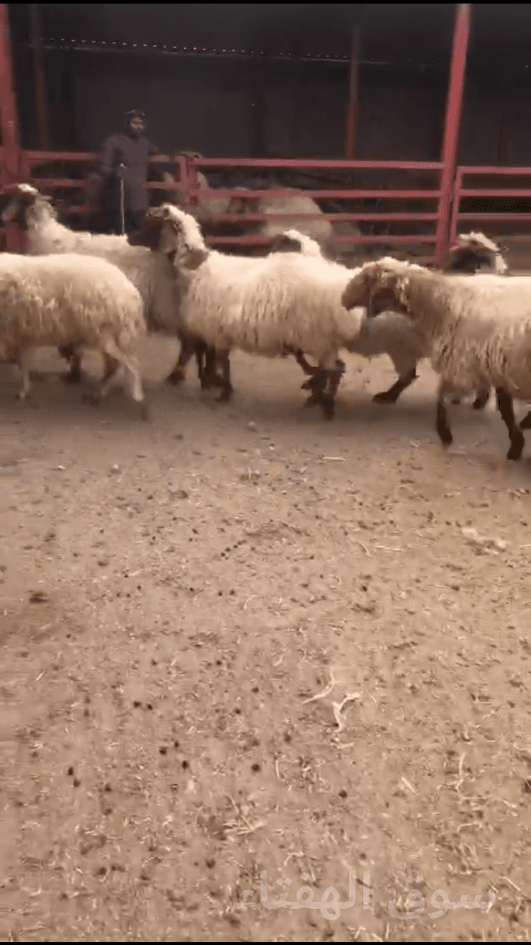 نعيم حيل 7