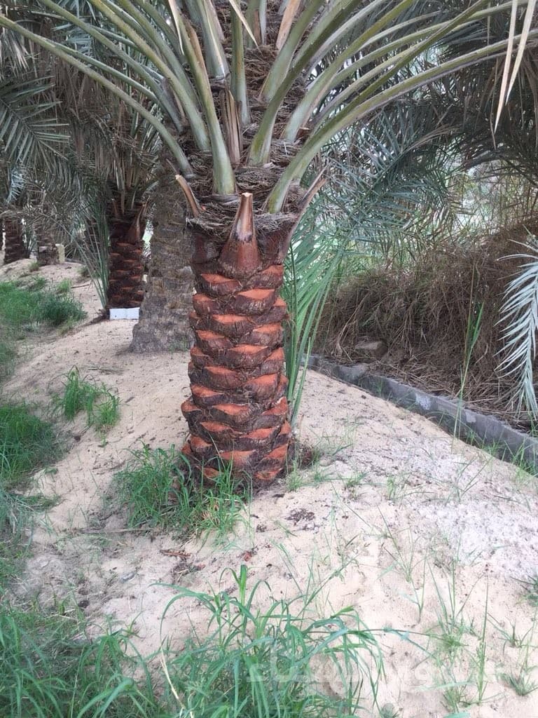 مقاول شبوك ونخيل 0551288900 2