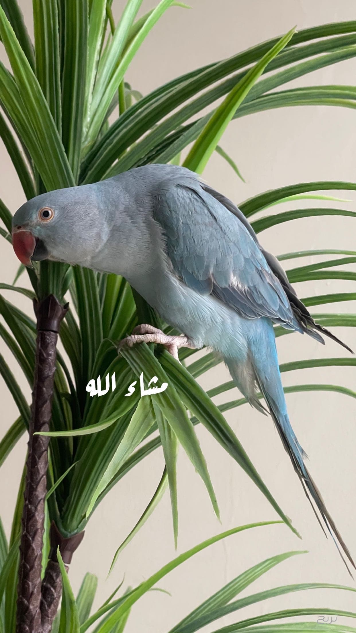الخبر 2