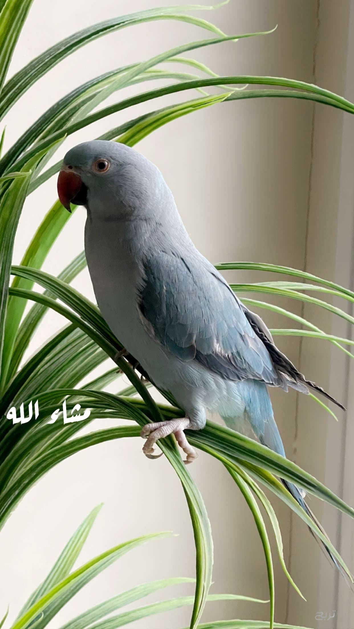 الخبر