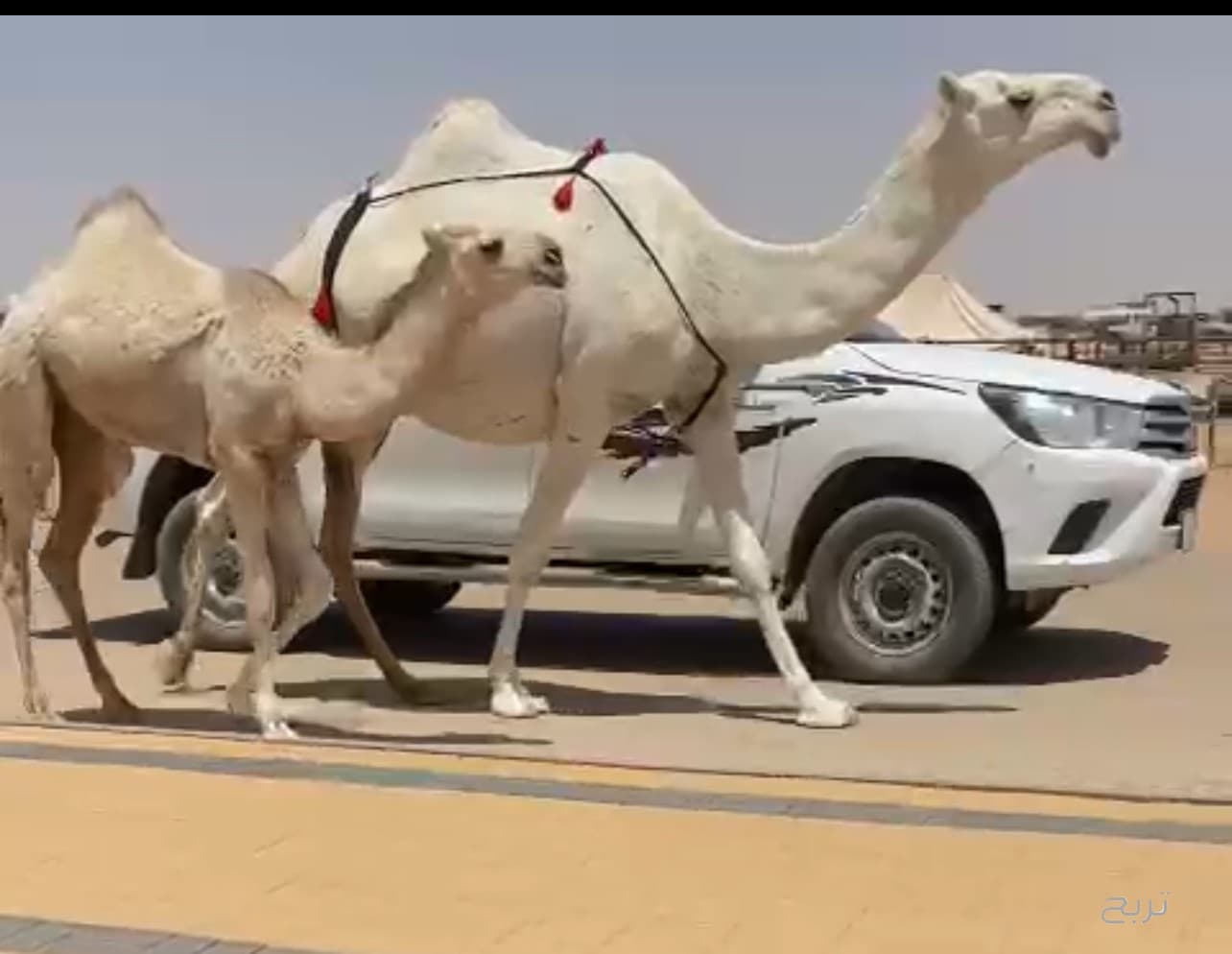 عرض فاخر ناقه وضحا 2