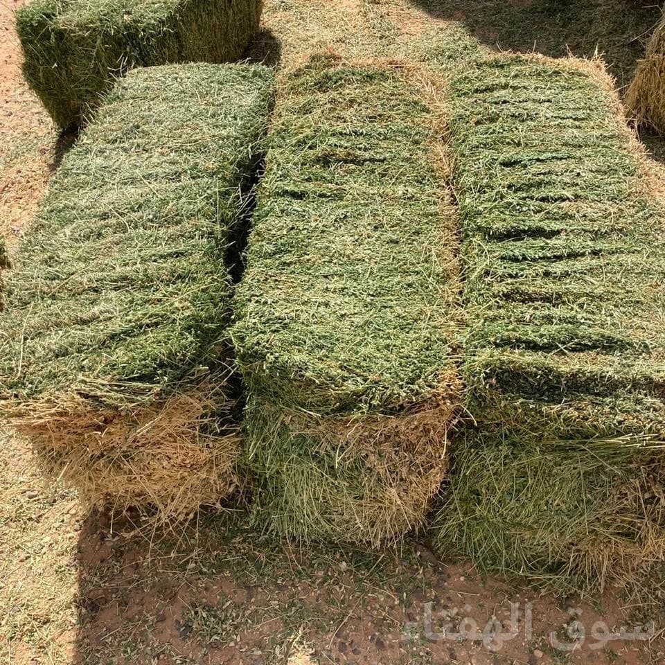 برسيم 5