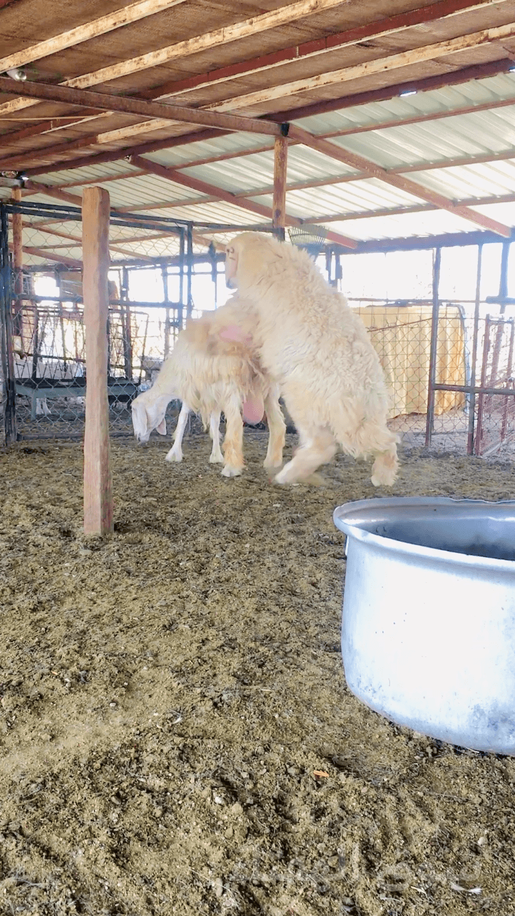 فحل تركيبه حري فاخر 5